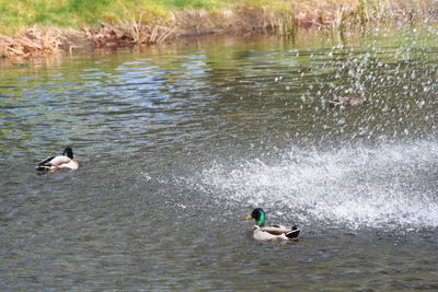 Ducks swimming in lake