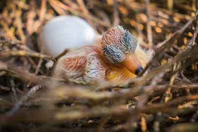 Close-up of mushroom in nest