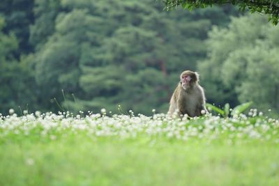 Monkey sitting on a field