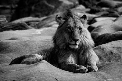 Mono young male lion lies on rocks