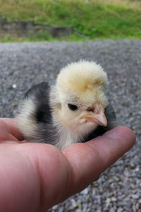 Close-up of hand holding bird