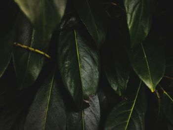 Full frame shot of leaves