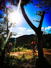 Trees on field against sky