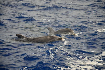 View of dolfins in sea