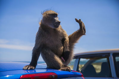 Monkey sitting on a car against blue sky
