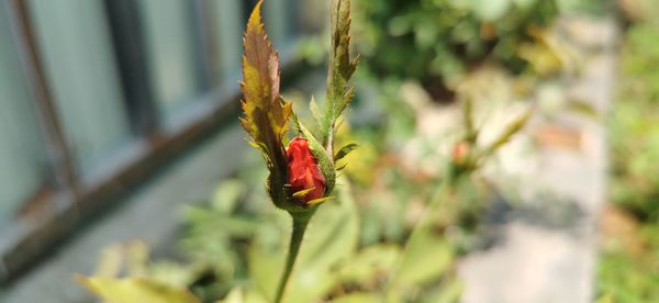 Close-up of red flowering plant