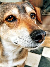 Close-up portrait of dog