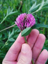 Close-up of hand holding purple flower