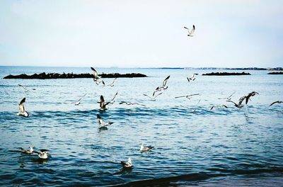 Birds flying over sea