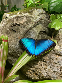 Close-up of butterfly on flower