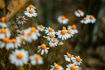 Close-up of flowering plant