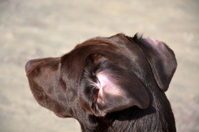 Close-up of dog