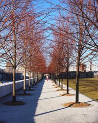 Empty road along trees in park