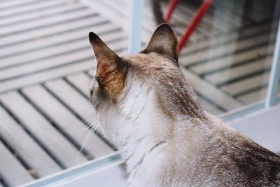 Close-up of a cat looking through window