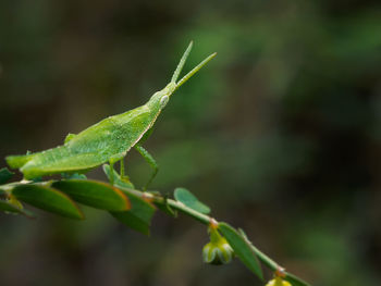 Close-up of green grasshopper