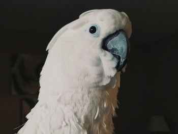 Close-up of parrot