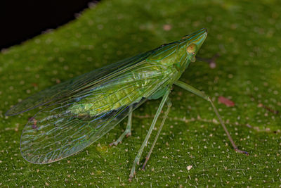 Close-up of insect on plant