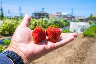 Cropped hand holding strawberry