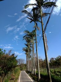 Road amidst trees against sky