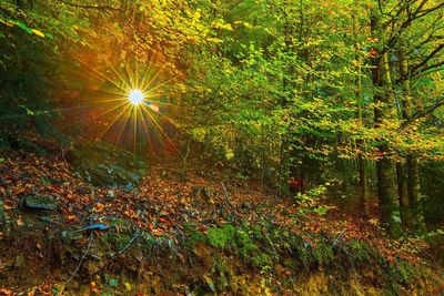 View of trees in forest during autumn