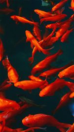 High angle view of fish swimming in aquarium