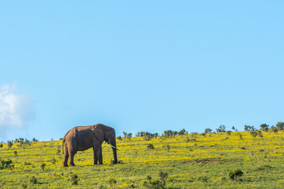 View of elephant on field against sky