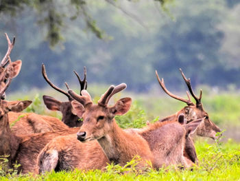 Deer in a field