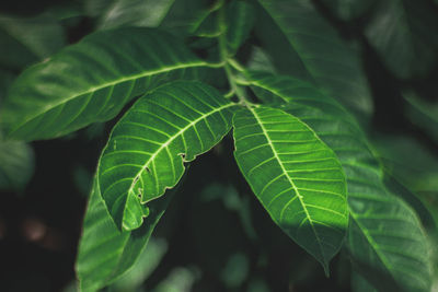 Close-up of green leaves