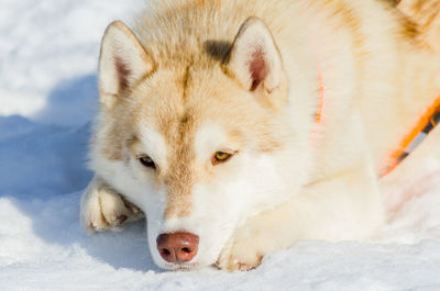 Close-up of a dog on snow