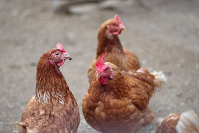 Close-up of birds