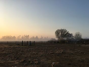 Trees on field against sky during sunset