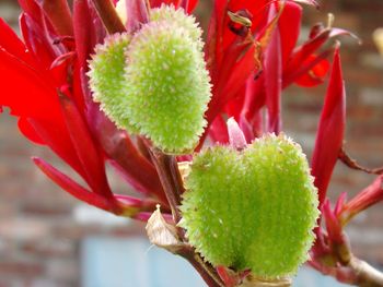 Close-up of red flowers
