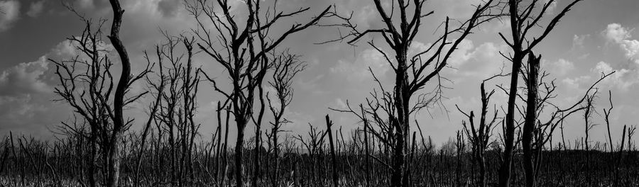 Bare trees on field against sky