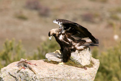 Close-up of sparrow perching on rock