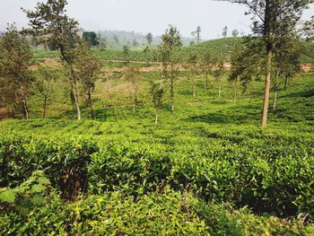 Scenic view of trees growing on field against sky