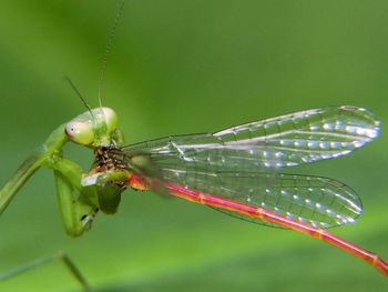 Close-up of insect on leaf