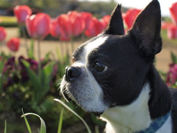 Close-up of a dog looking away