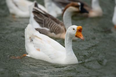 High angle view of geese swimming on lake