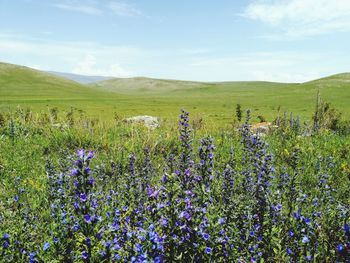 Scenic view of flowering plants on field against sky
