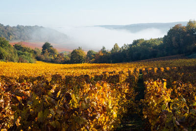 Scenic view of field against sky during autumn. scenic view of vineyards against sky during autumn. 