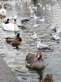 Ducks swimming in lake