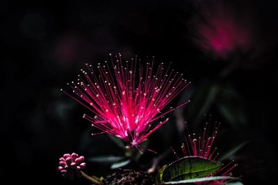 Close-up of pink flower at night