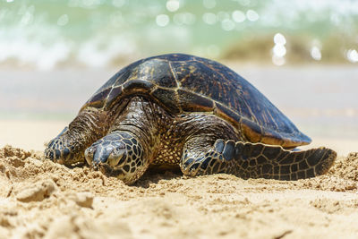 Close-up of a turtle on the beach