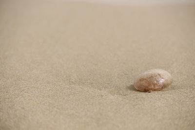 Close-up of lizard on sand at beach