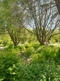 Trees in forest