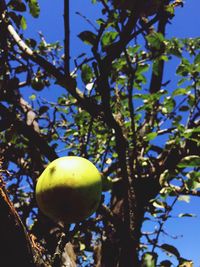 Low angle view of apple tree