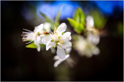 Close-up of white flowers