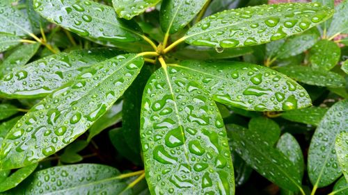 Close-up of water drops on leaf