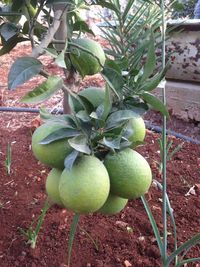 Close-up of fruits growing on field