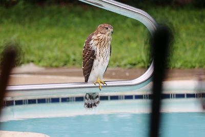 Hawk perching on railing over swimming pool